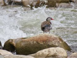 Torrent Duck